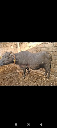 ભેંસ વેચવાની છે