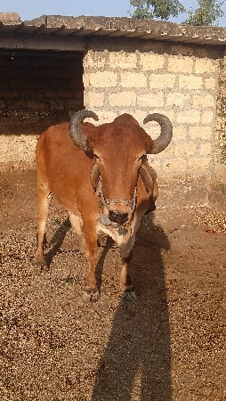 એક બળદ વેવાનો‌ છે