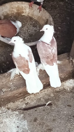 थंबनेल 3