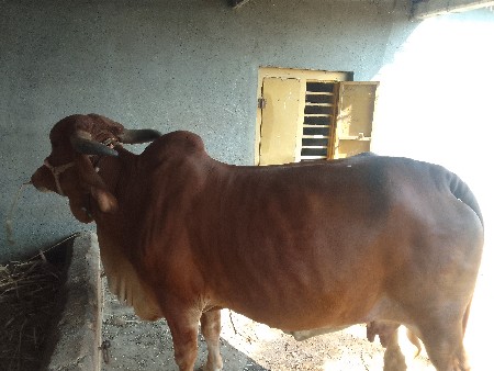 ગાય vesvani છે