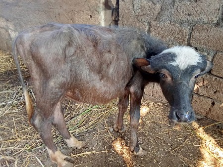 થંબનેલ 1