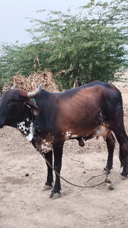 વેસવા ની છે