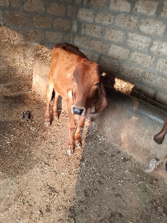 ગીરવાસડી  આપવાનછે