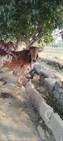 थंबनेल 3