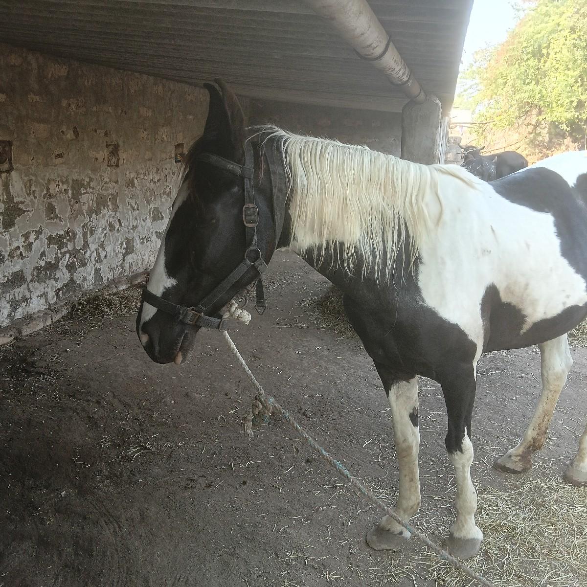 વેચવાની છે