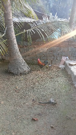 થંબનેલ 3