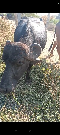 થંબનેલ 2