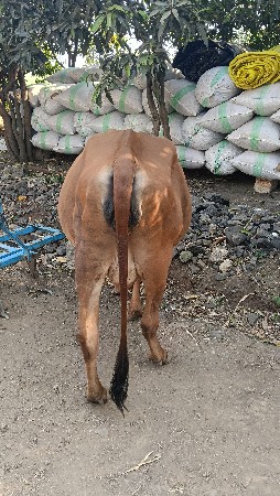 વેતર પેલું છે. ગીર છે