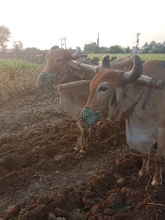 थंबनेल 3