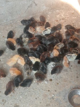 થંબનેલ 3