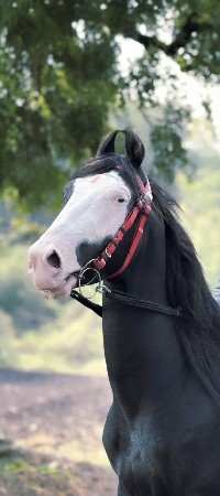 थंबनेल 3