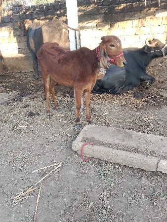 ગીર વાસડિયું વેસ્વાની સે