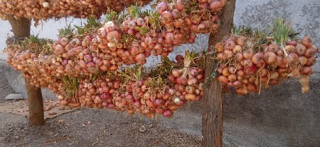 ડુંગળીનો રોપ વેચવાનો છે