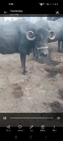 ભેંસ વેચવાની છે