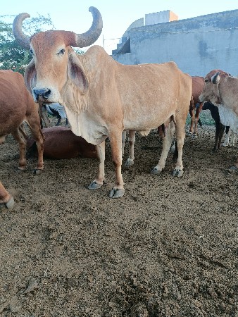 ગાય વેસવાની