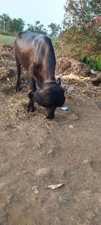 થંબનેલ 2