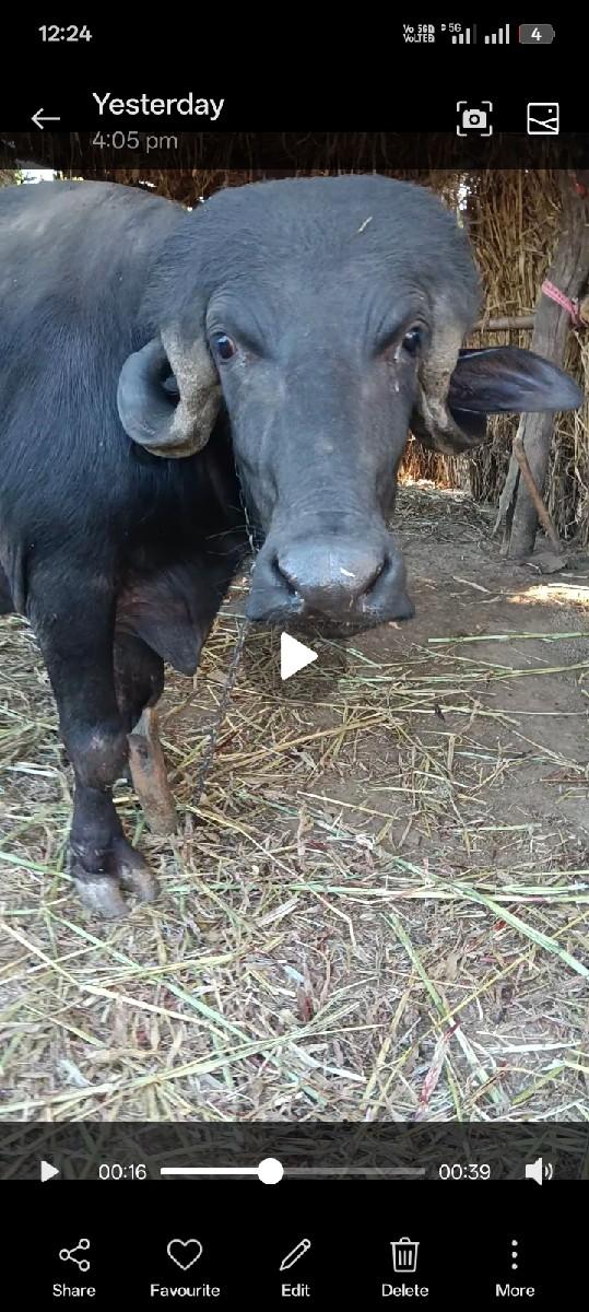 थंबनेल 3