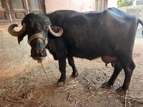 थंबनेल 3