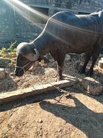 ભેંસ વેચવાની છે