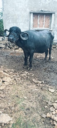 થંબનેલ 2