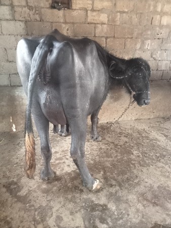 थंबनेल 2