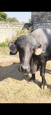 2 દાંતે છે ઓરિજલ જાફરી