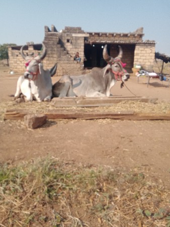 થંબનેલ 2