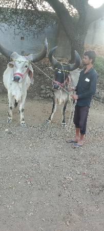 થંબનેલ 2