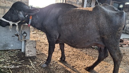 થંબનેલ 3