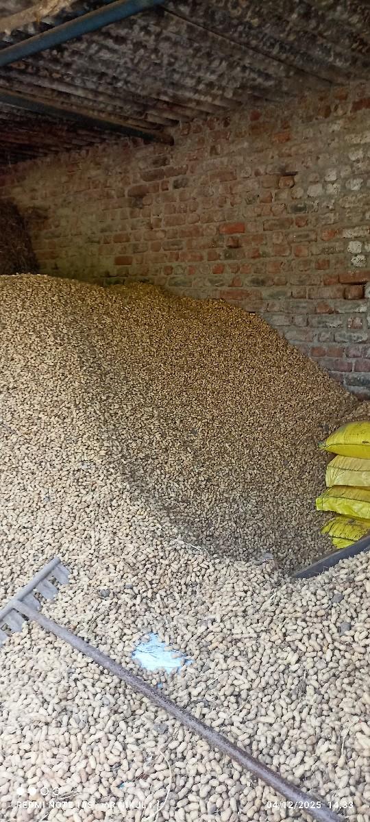 ગીરનાર ૪ કોરી માડવી