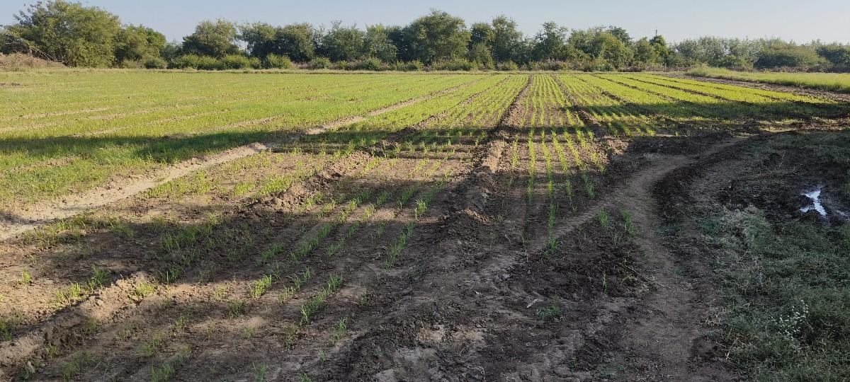 જમીન વેસવાની