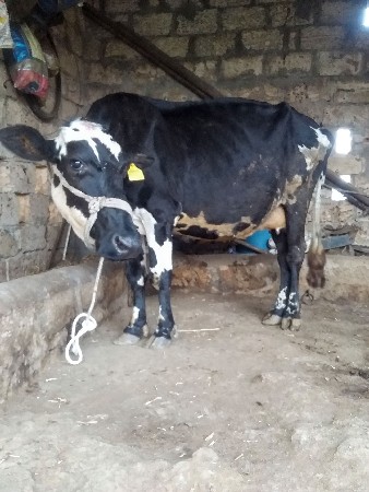 hf ગાય વેચવાની છે