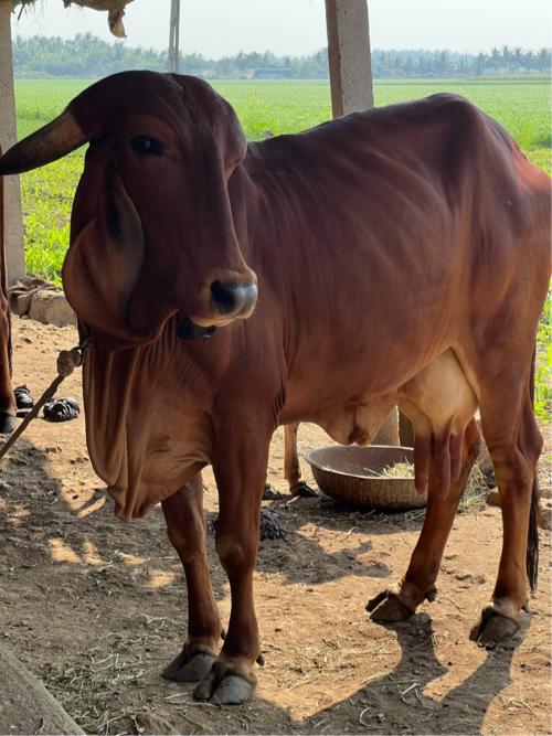 થંબનેલ 3