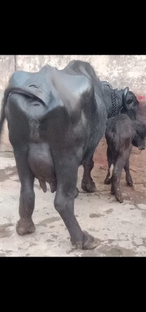 थंबनेल 3