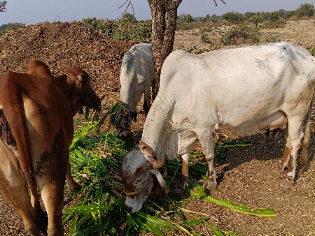 9 વેચવાની છે