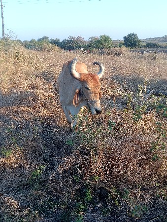 બે વાવણી વાવેલ છે