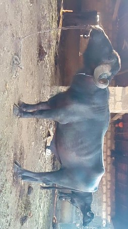 વેચવાની