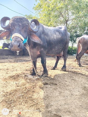 थंबनेल 2