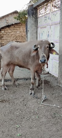 थंबनेल 1