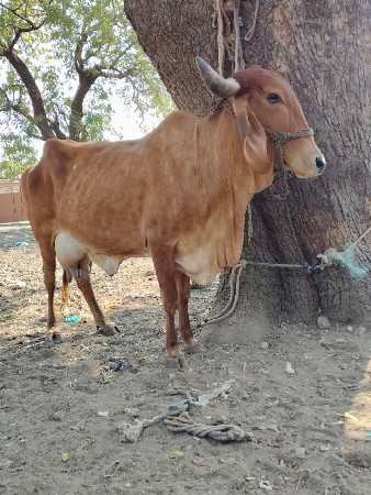 ગાય વેચવાની છે