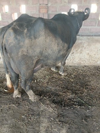 થંબનેલ 2