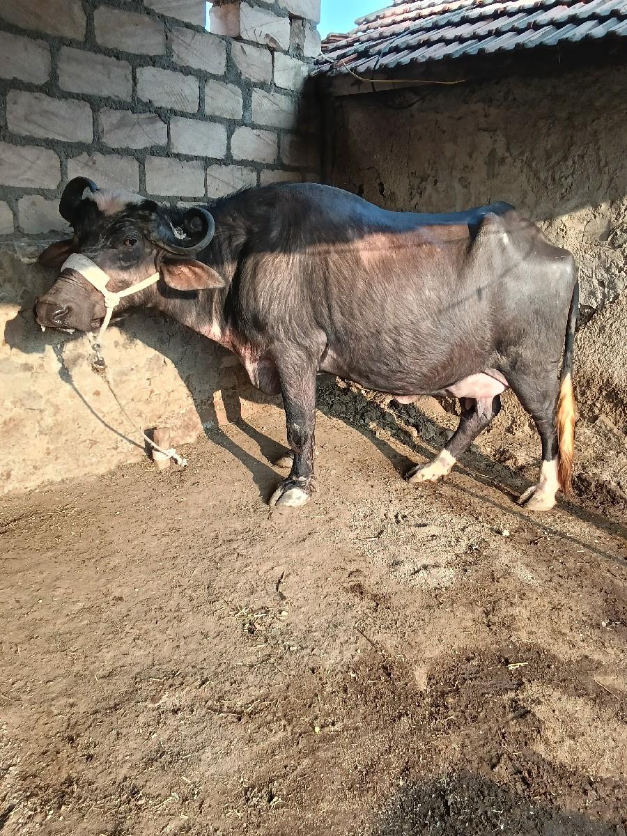 થંબનેલ 2