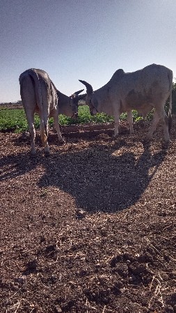 થંબનેલ 3