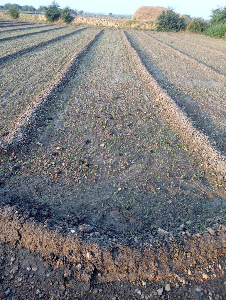 જુવાર નુ બિયારણ વેચવા નું છે