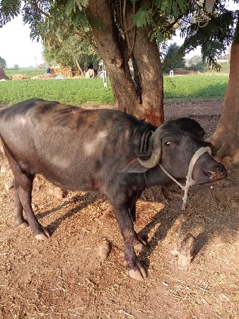 थंबनेल 3