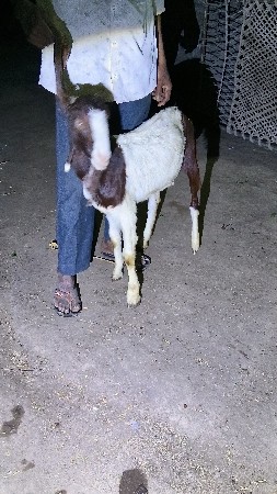 થંબનેલ 2