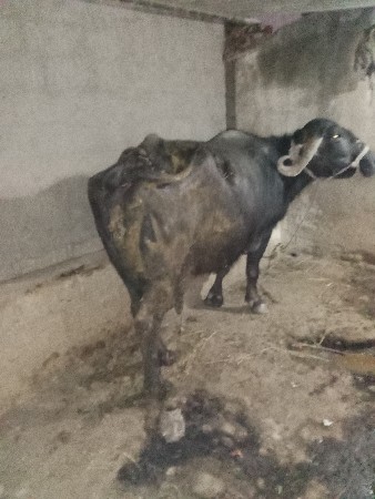 थंबनेल 3