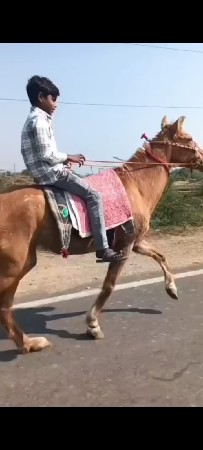 ઘોડી વેચવાની છે