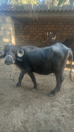 ભેંસ વેચવાની છે