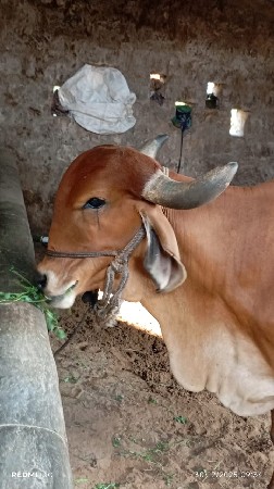 थंबनेल 3